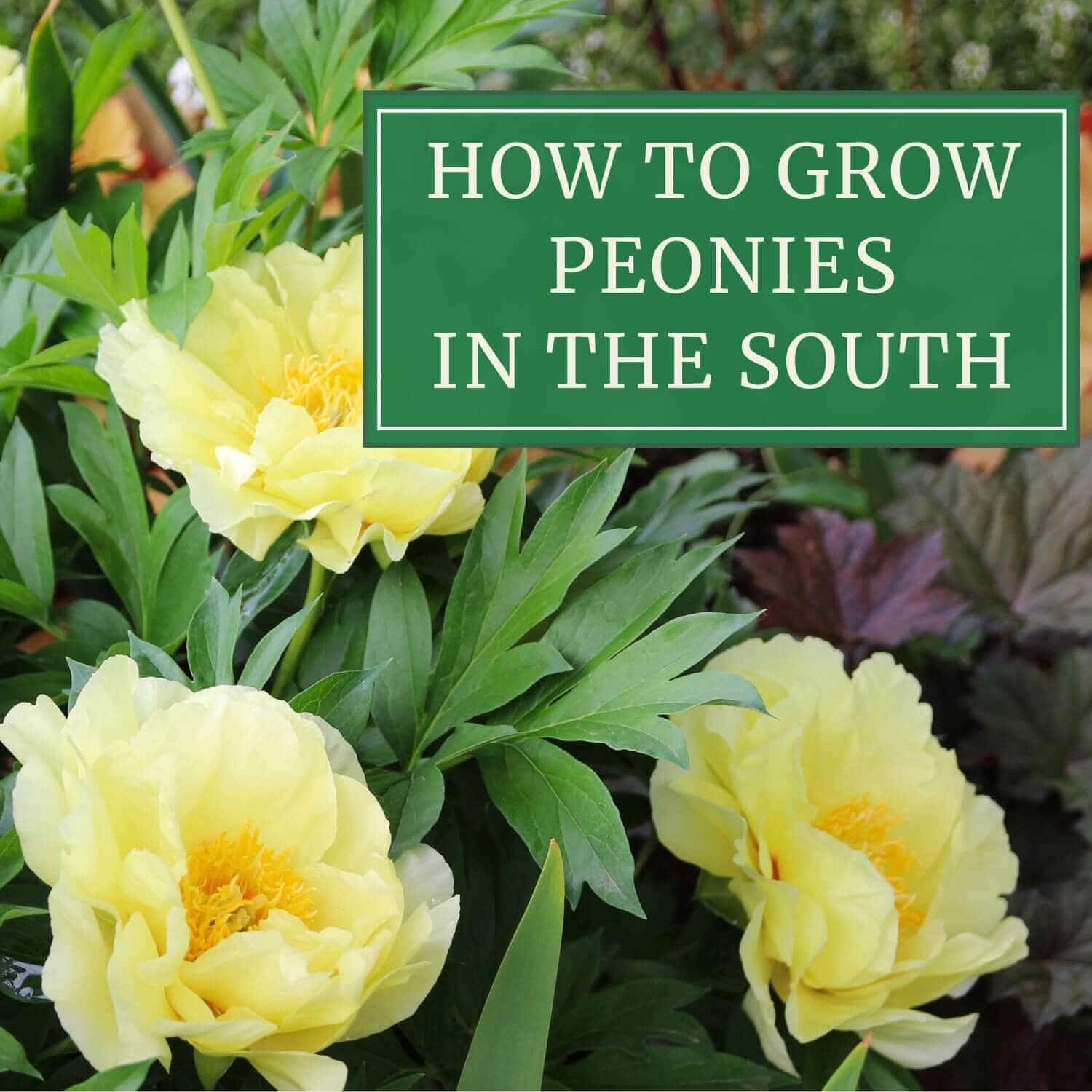 How to Grow Peonies in the South