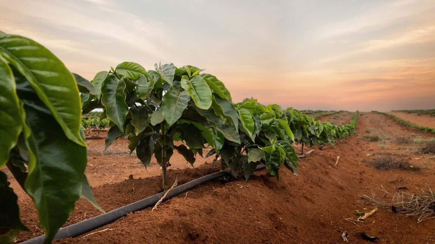 A Guide of Green Coffee Beans by Origin