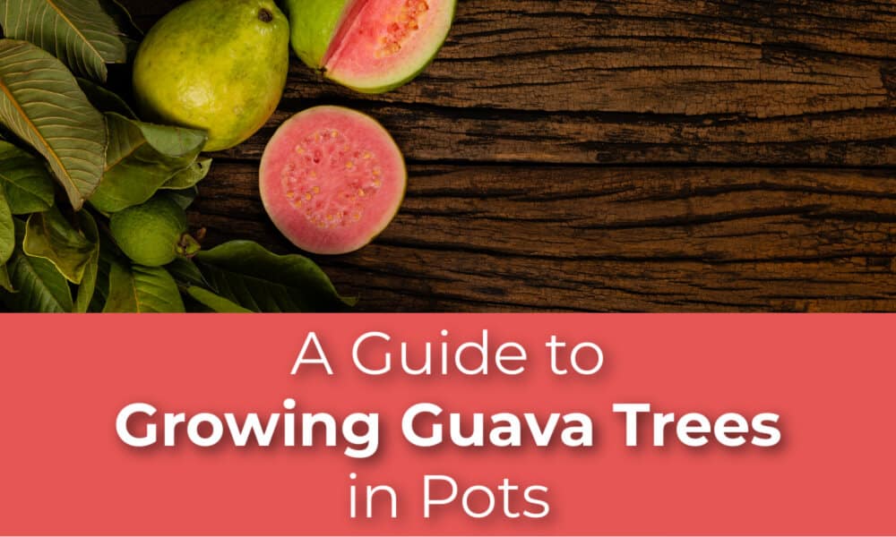 A Guide to Growing Guava Trees in Pots