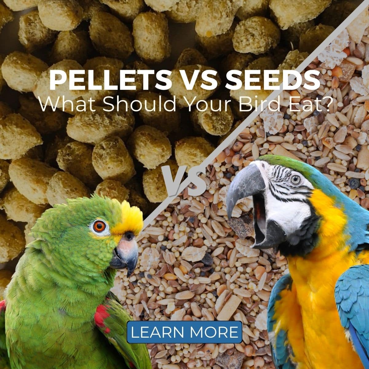 Pellets vs seeds for parrots comparison with parrot pellets, seed mix, Amazon parrot and Blue and Gold Macaw