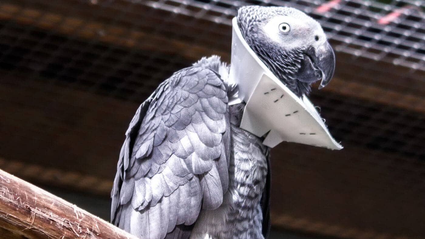 African Grey with Colar
