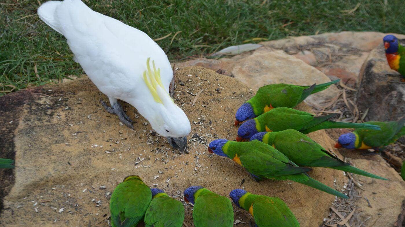 Cockatoo & Lorikeets Eating Seeds