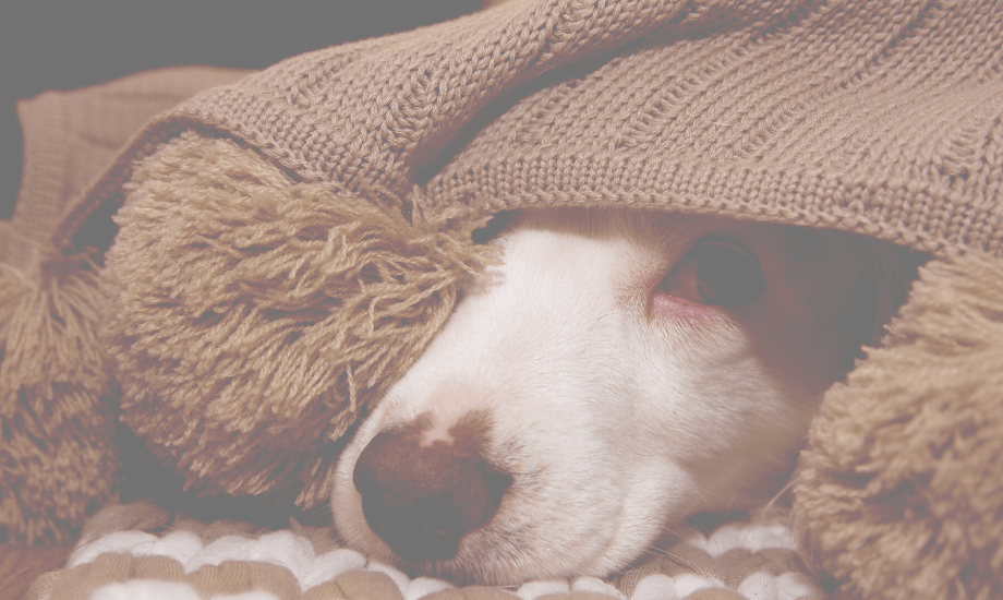 5 must-haves for your dog's emergency kit