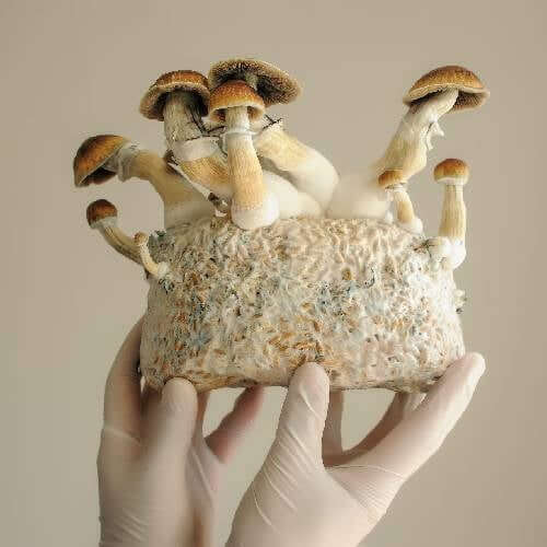 Golden Teacher Mushrooms
