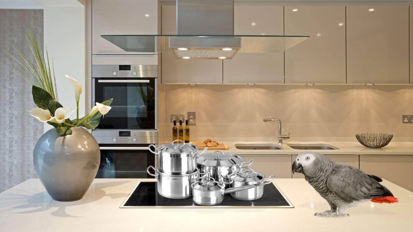 Stainless Steel Pans are Non-Toxic to Parrots
