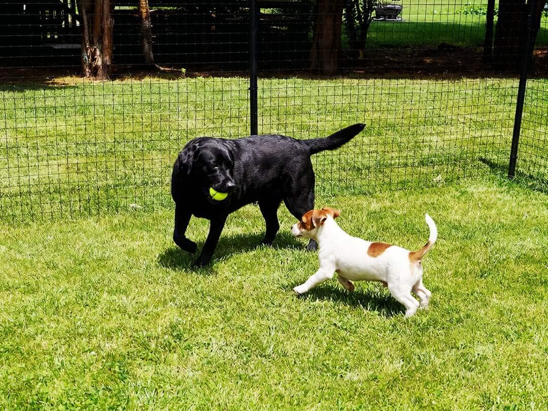 Large black dog and small white dog playing with a tennis ball in a fenced in area.