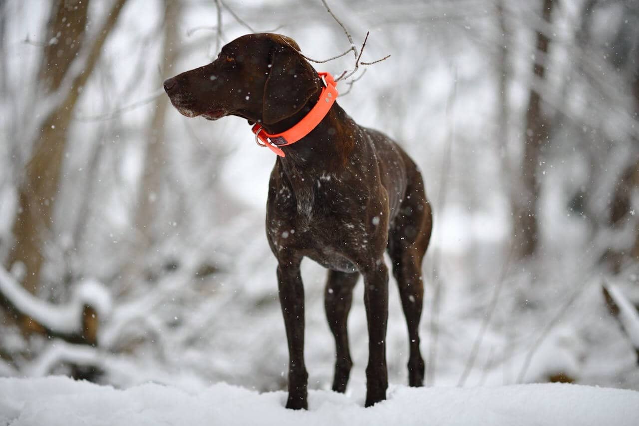 German Shorthaired Pointer displaying brightness of orange dog collars