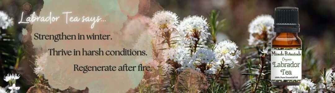 amber bottle of Labrador Tea (Ledum) essential oil by Miracle Botanicals in front of the fresh plant, text reads “Strenghten in winter. Thrive in harsh conditions. Regenerate after fire."