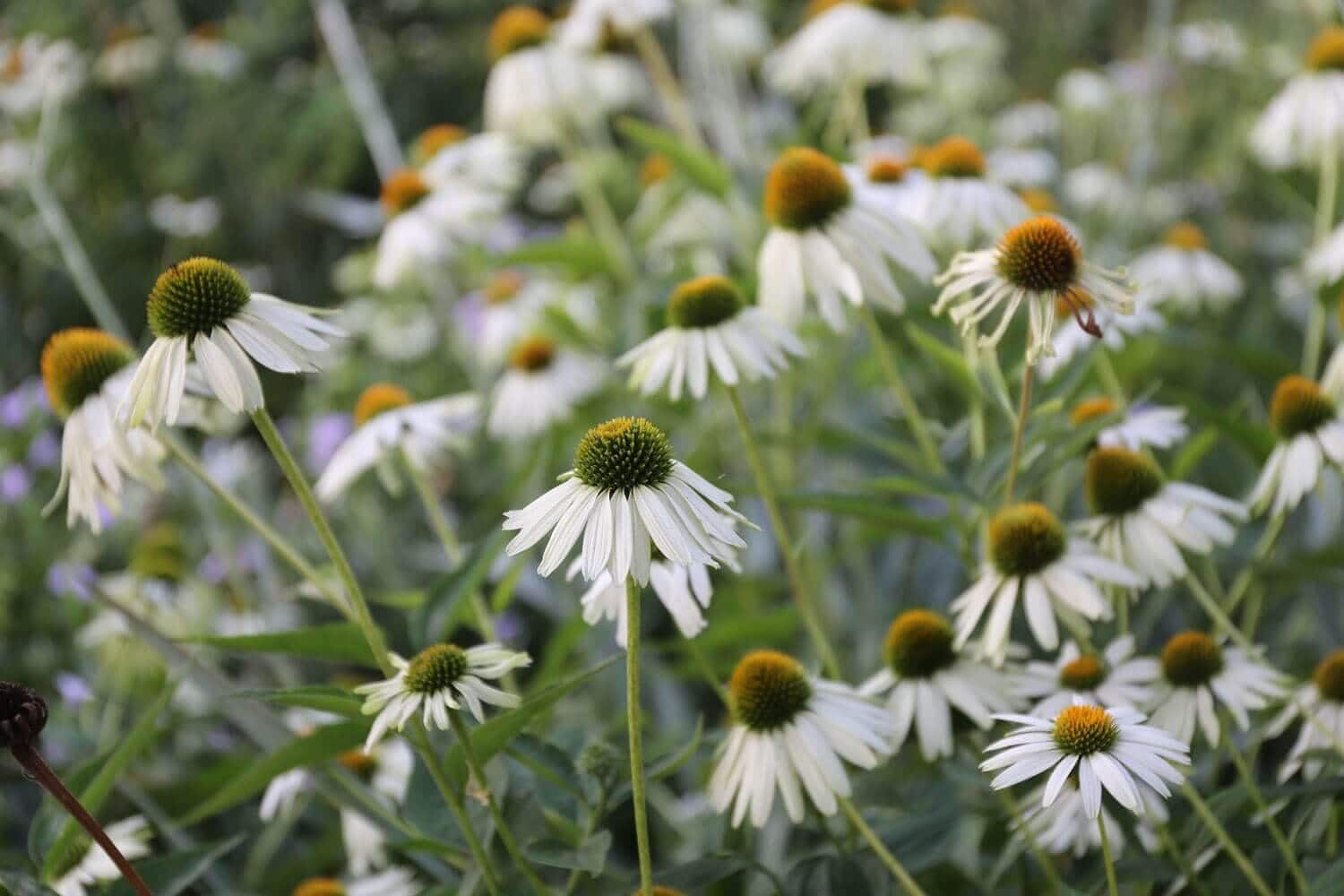 Sun or Shade: How Sunlight Affects Plants - Longfield Gardens