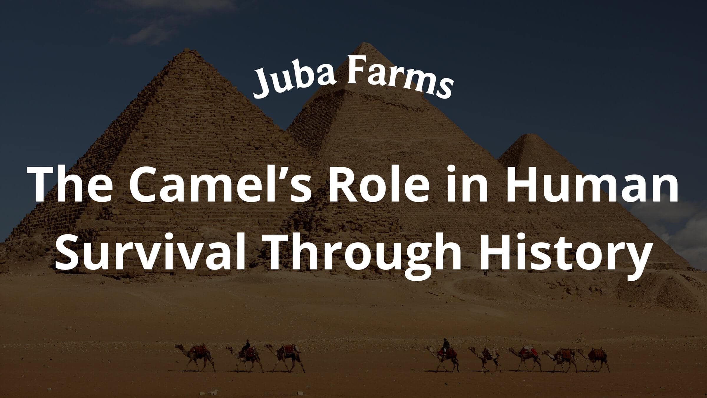 The Camel’s Role in Human Survival Through History