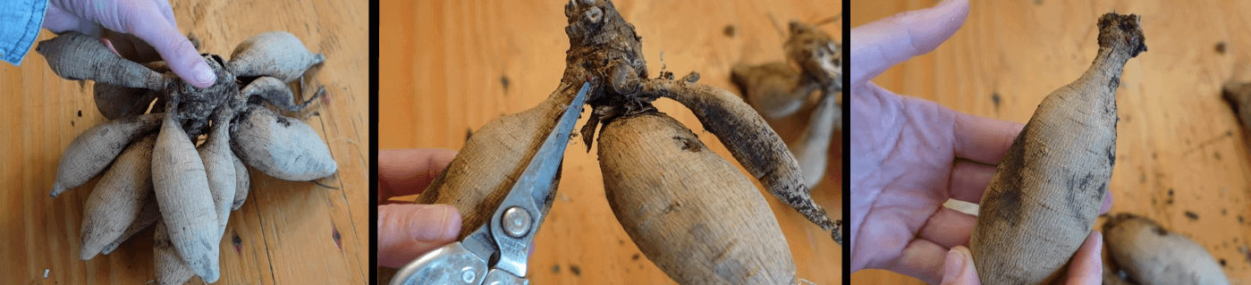 Dividing Dahlia Tubers