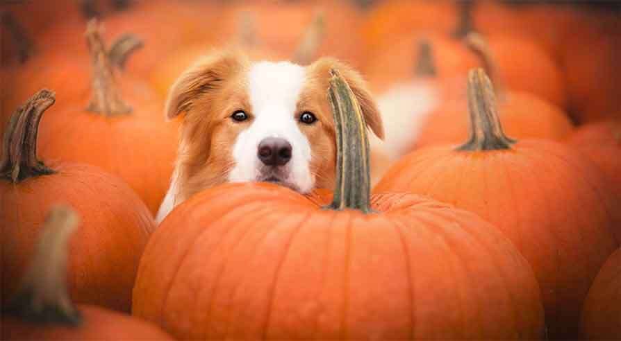 Pumpkin & Other Superfoods for Your Dog