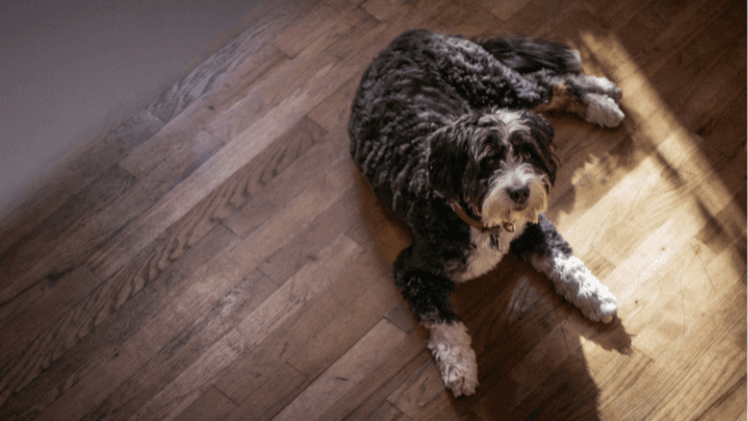 Bernedoodle Generations