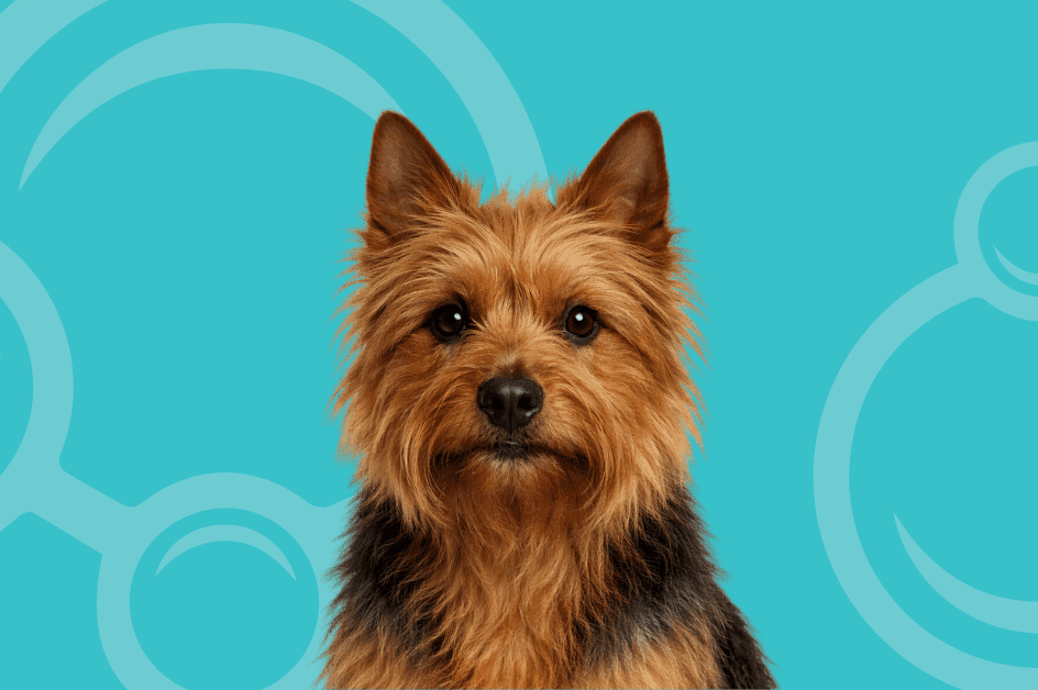 Australian Terrier Temperament and Grooming Considerations