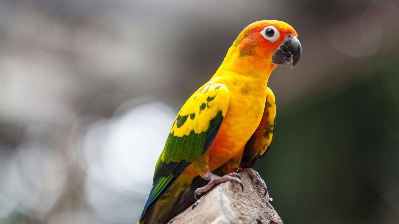 Stunning Sun Conure on a Rock