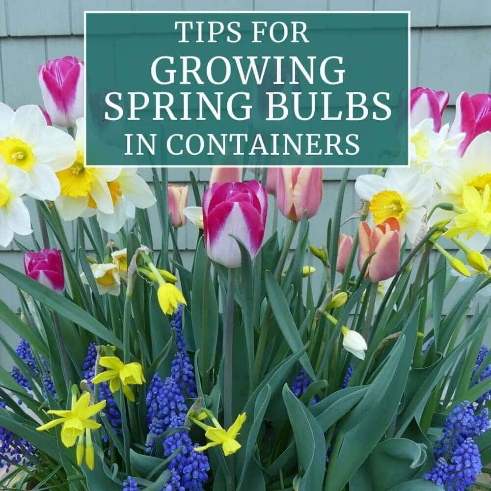 Tips for Growing Spring Bulbs in Containers