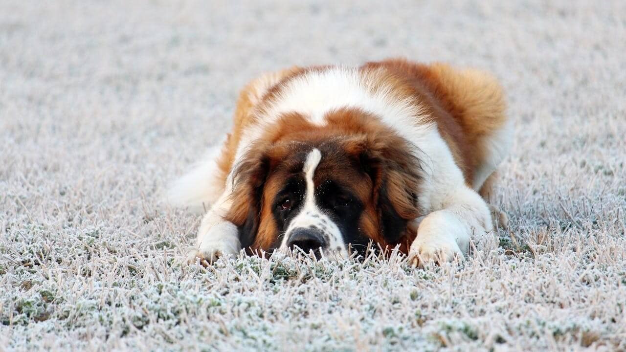 What Dog Collars Are Recommended for Saint Bernards? A Comprehensive Guide