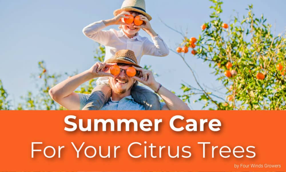 Summer Care For Your Citrus Trees