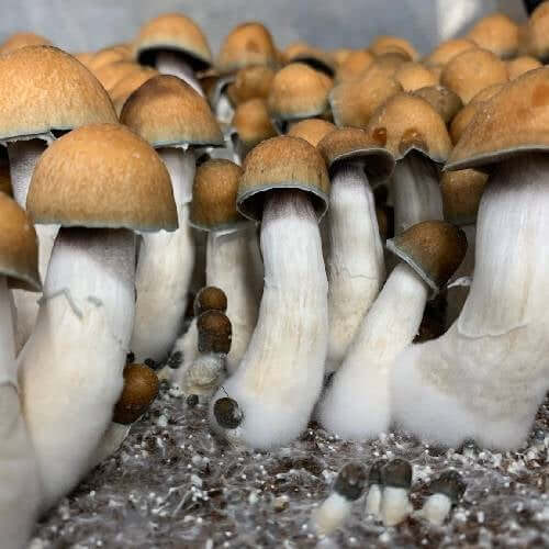 Penis Envy Spores