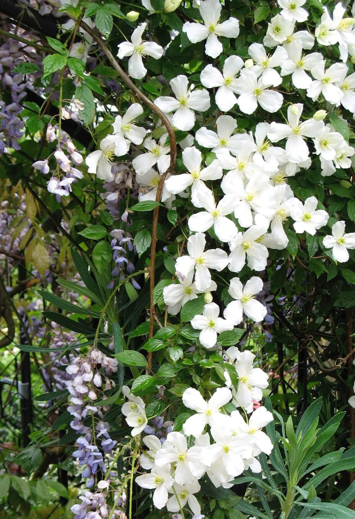 6-Tips-for-Growing-Clematis-Longfield-Gardens