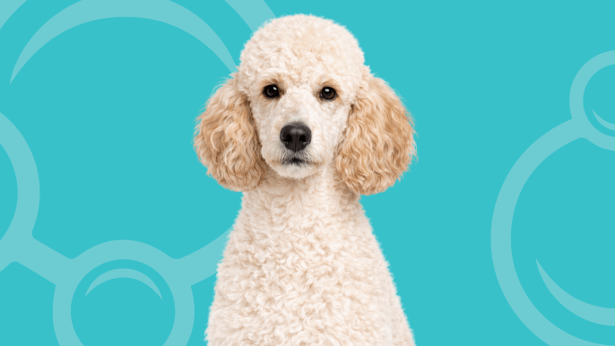 Standard Poodle Temperament