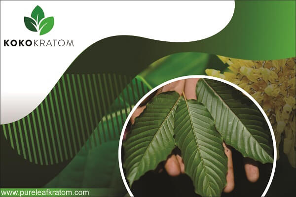 Why Is Koko Kratom Becoming Famous?