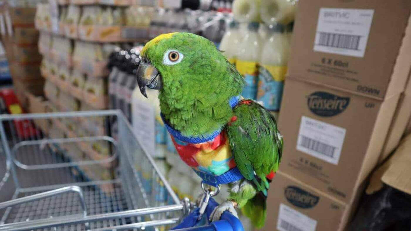 Vicky's Cheeky Amazon Parrot Rio 