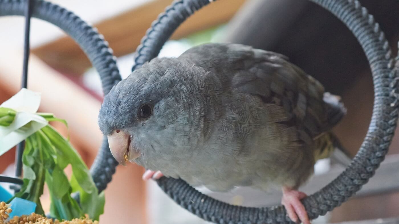  Lineolated Parakeet