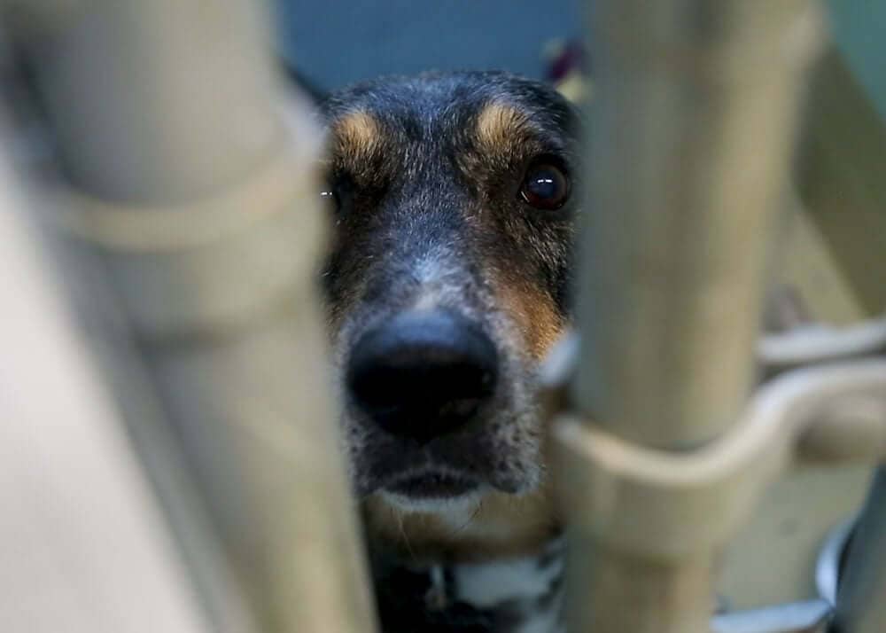 The Power of Pawing It Forward with dogIDs