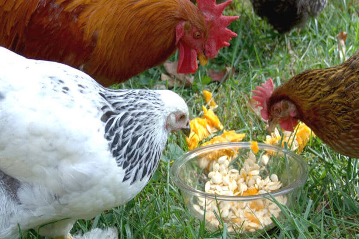 Chicken Dewormer