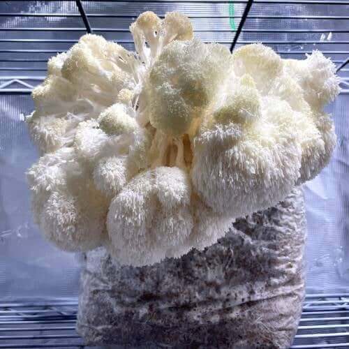 Lion’s Mane's Mushrooms