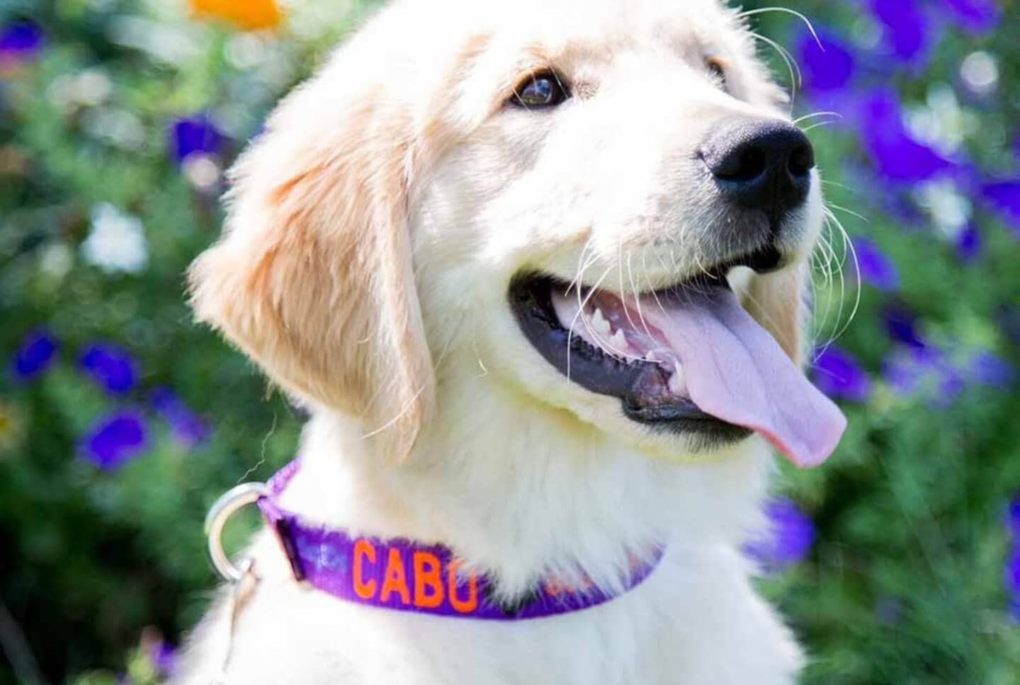 Purple Dog Collars and Meaning - Puppy Wearing Purple Dog Collar