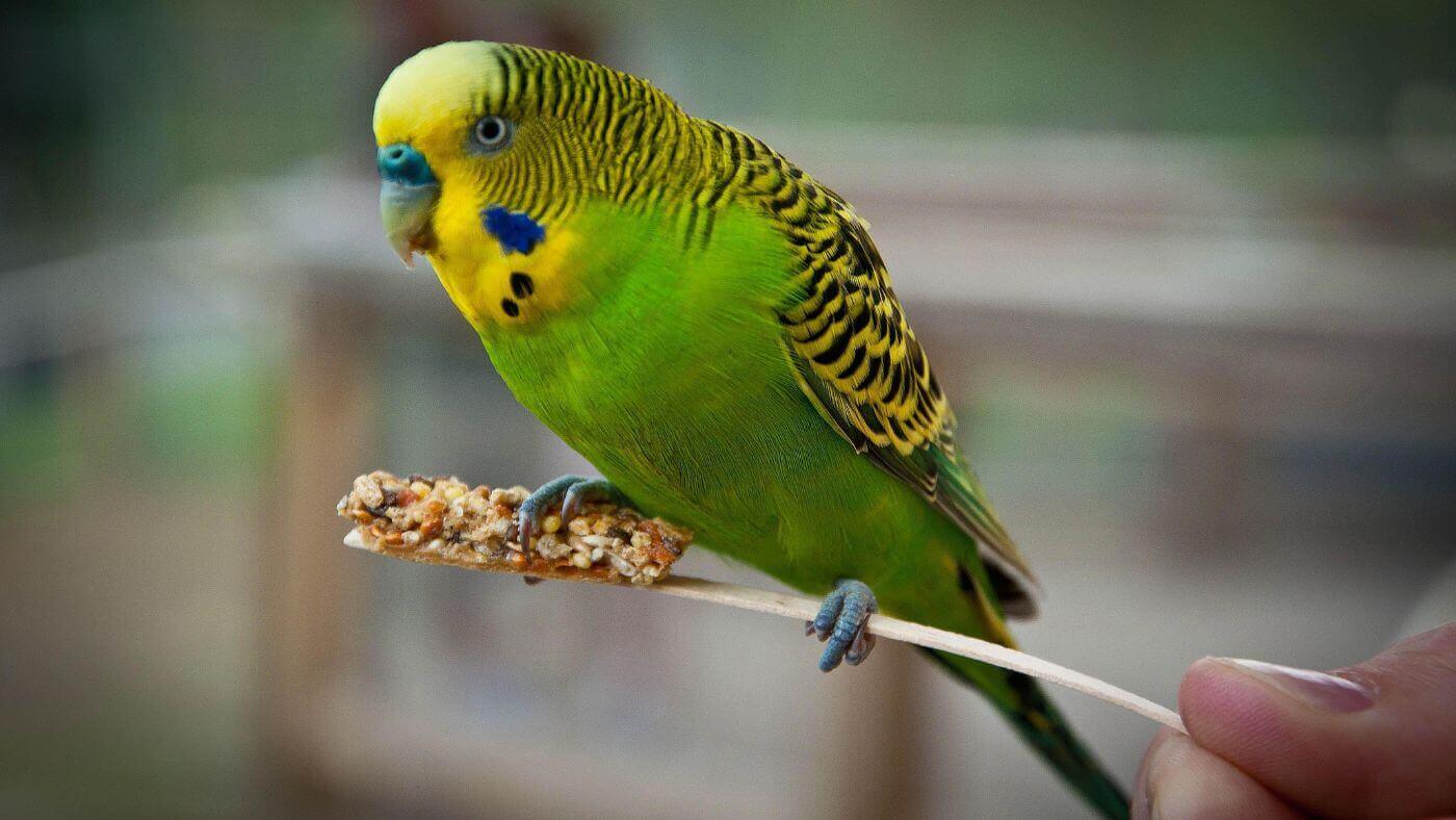 Parrot Food & Diet