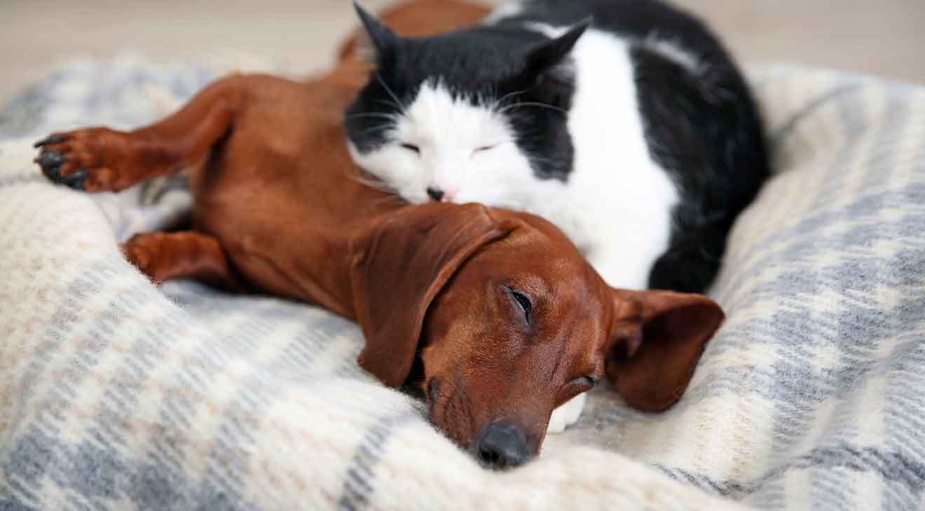 How to Introduce a New Dog to Your Cat
