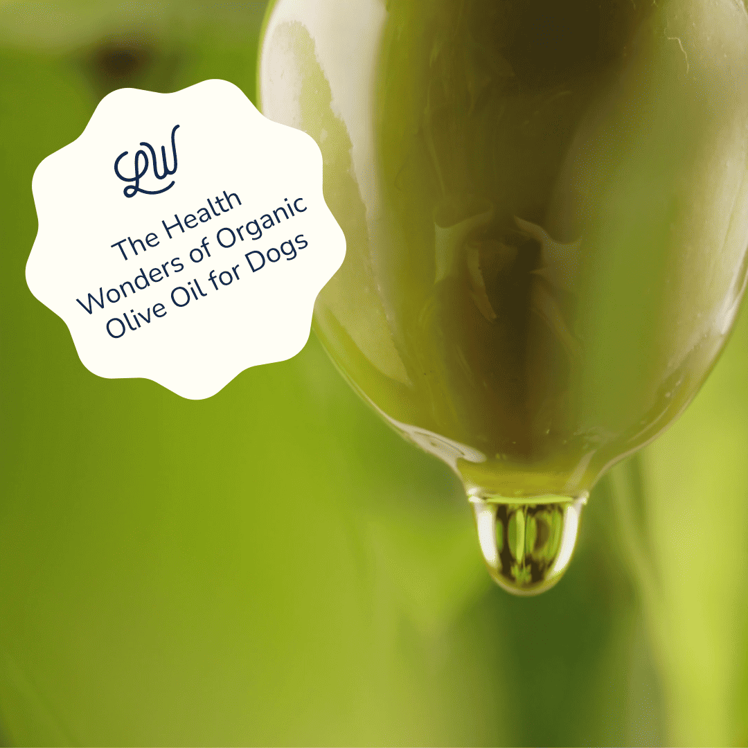 Unveiling the Health Wonders of Organic Olive Oil for Dogs