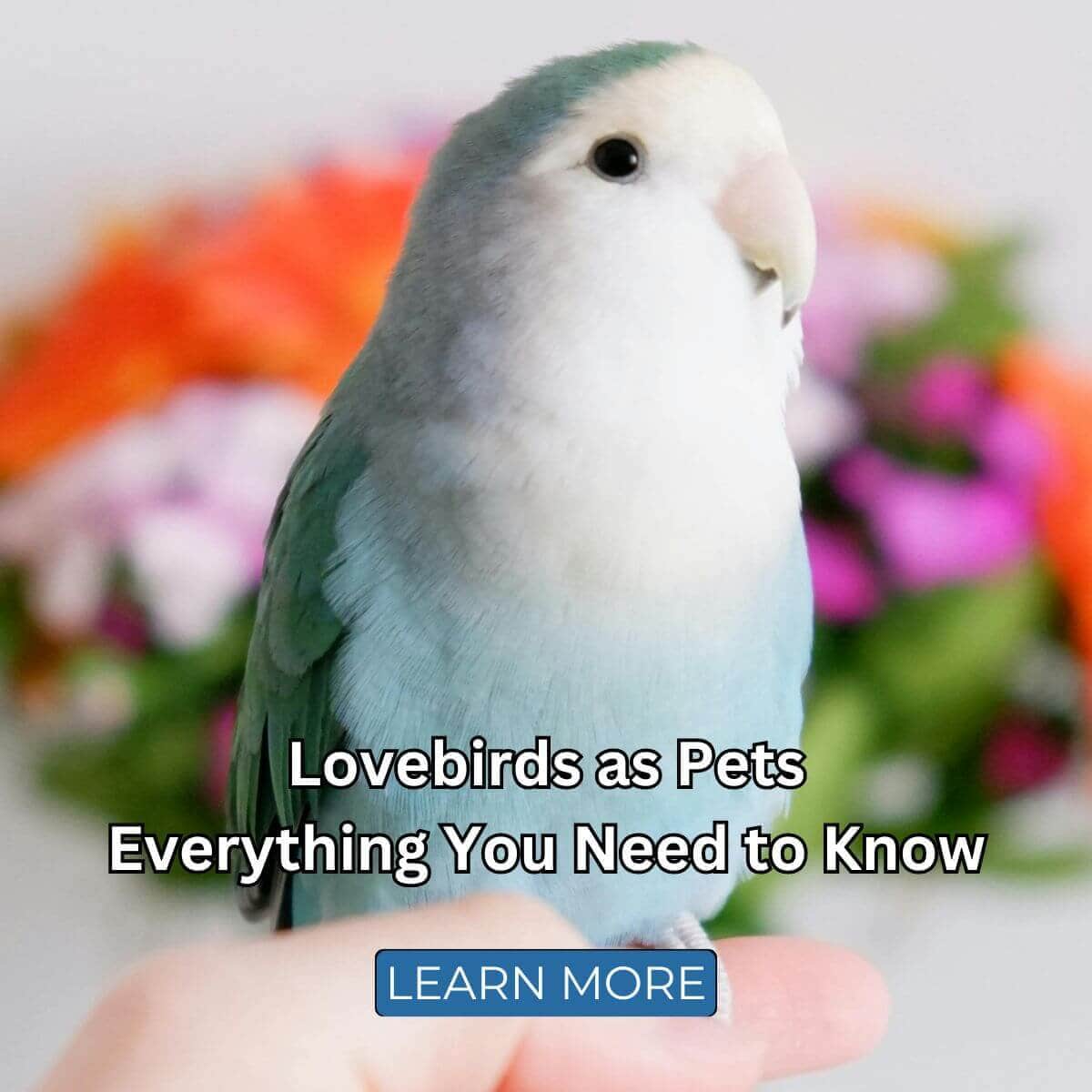 Lovebirds as Pets: Everything You Need to Know
