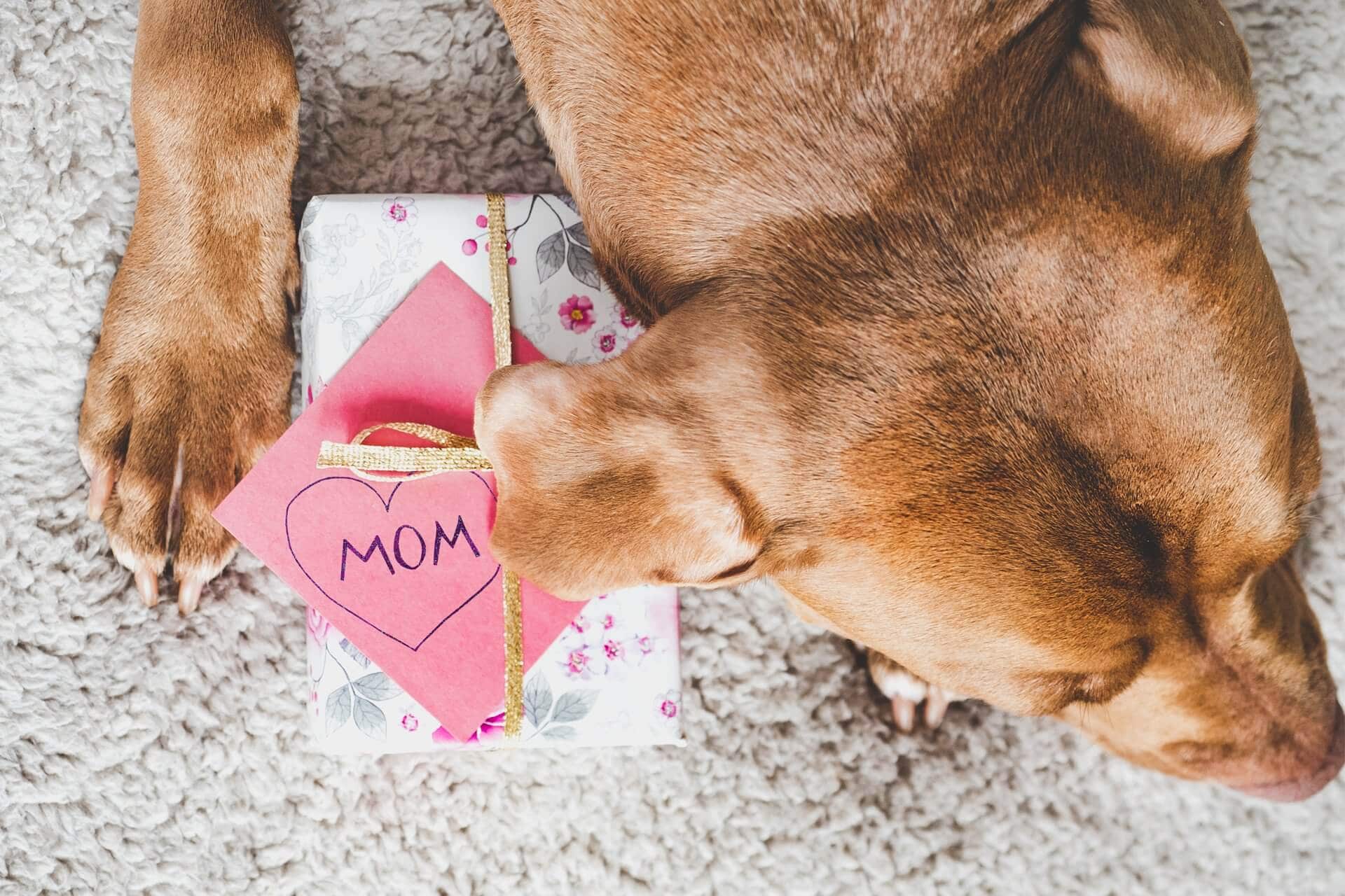 DOGS CELEBRATE MOTHER’S DAY: A PUP’S PERSPECTIVE