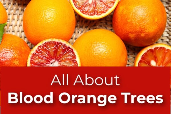 All About Blood Orange Trees