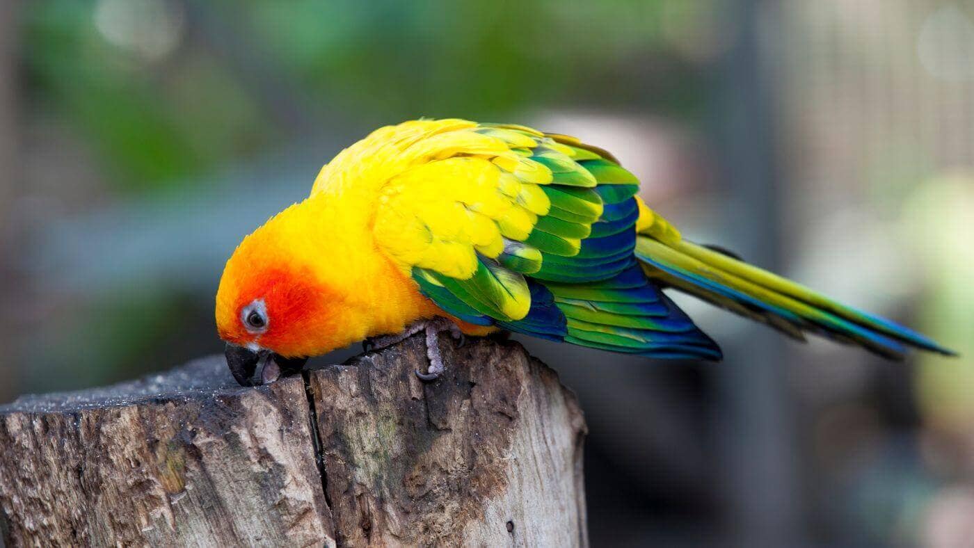 Sun Conure Feeding