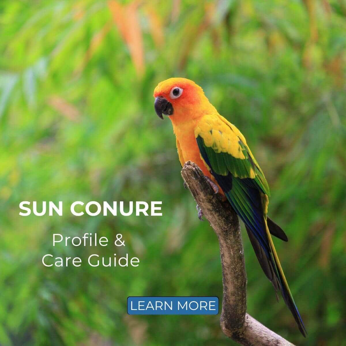 Sun Conure - Profile & Care Guide