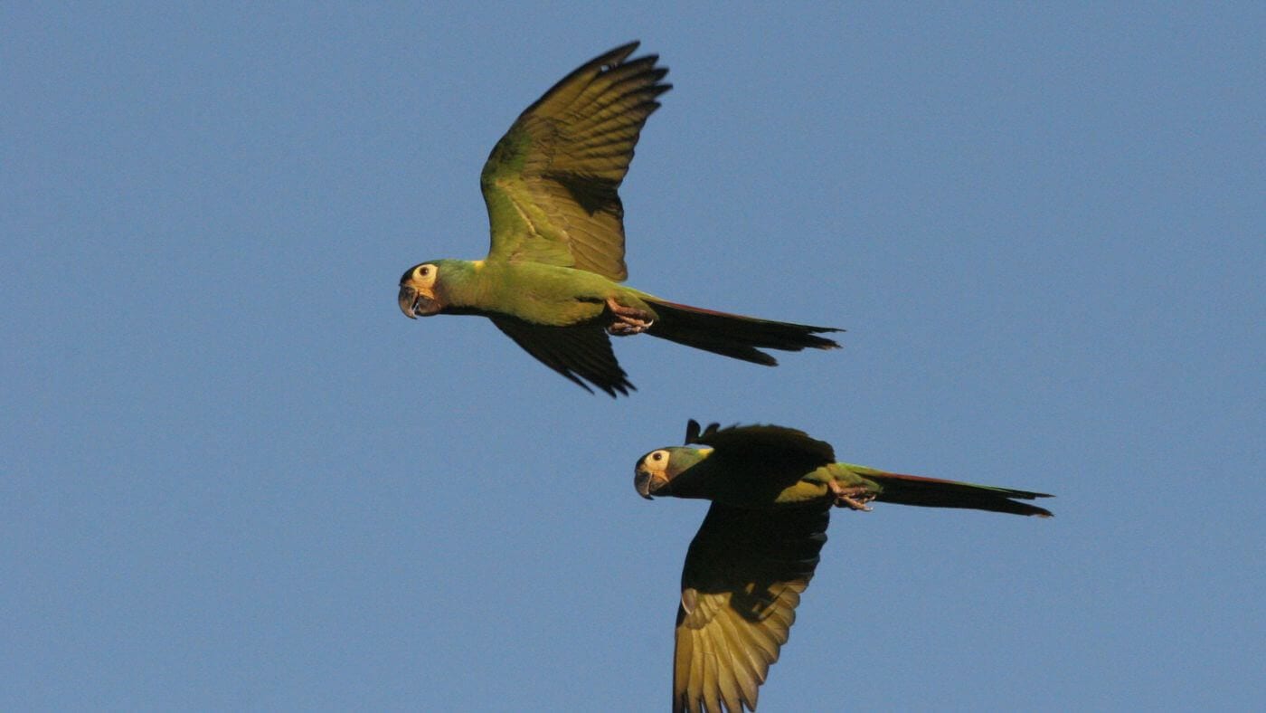 Golden-collared Macaw (Primolius auricollis)