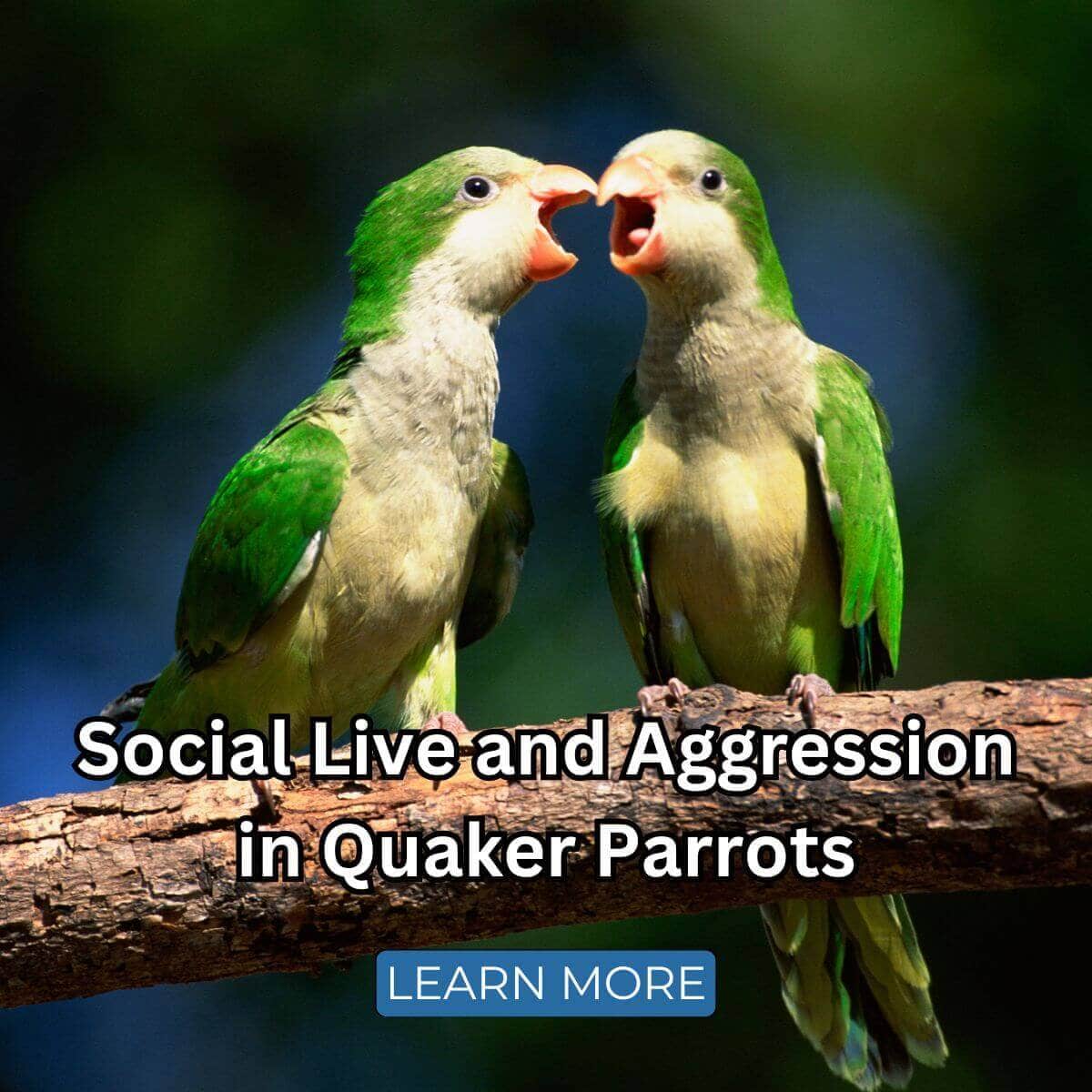 Social Live and Aggression in Quaker Parrots (Monk Parakeets)
