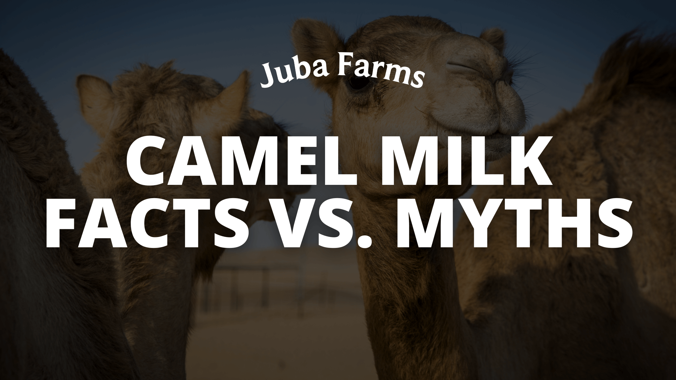 Camel Milk Facts vs. Myths