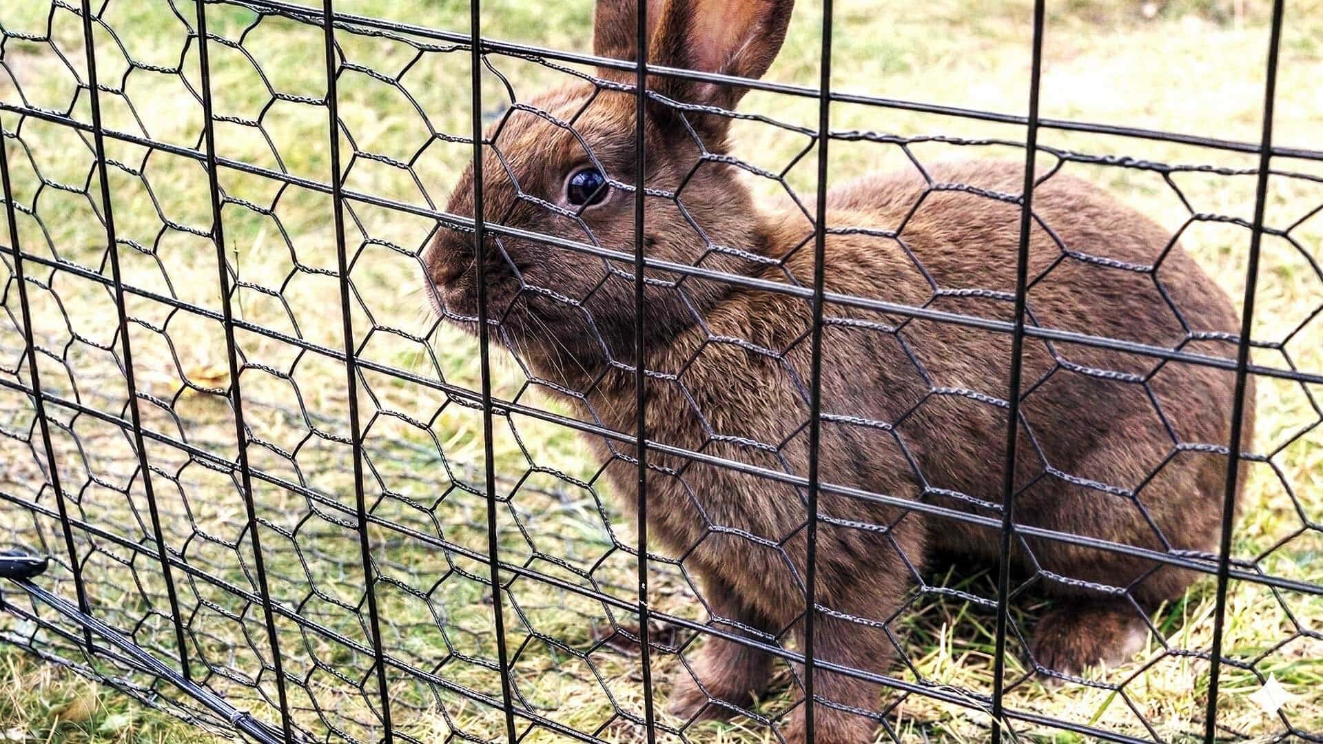 Brown rabbit blocked by welded wire fence and steel hex mesh preventing digging and rabbit entry.