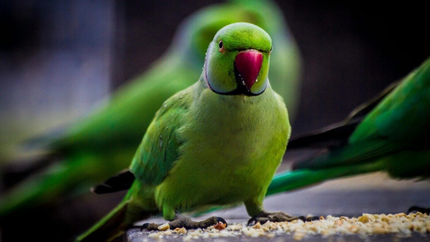 Indian Ringneck Eating Pellets