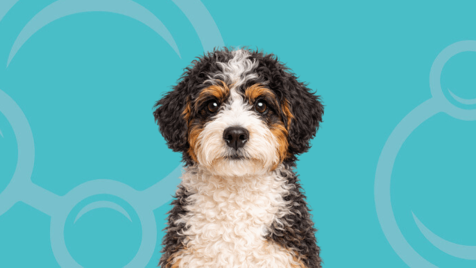 Mini Bernedoodle Temperament