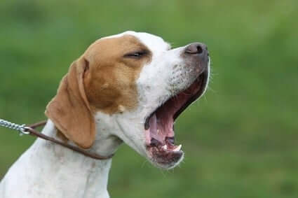 Dog on leash barking