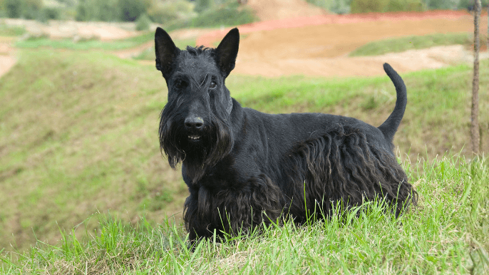 Scottish Terrier Temperament