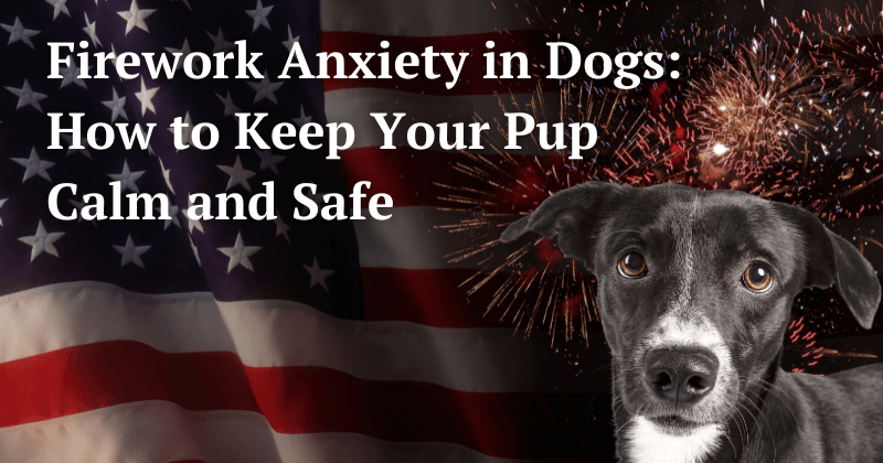 Dogs and Fireworks: How to Keep Your Pup Calm and Safe