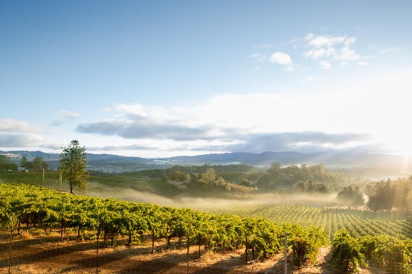 Vineyards in Sonoma, California